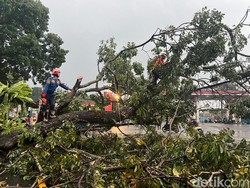 Evakuasi Pohon Tumbang Beres, Lalin Ciawi-Gadog Kembali Lancar