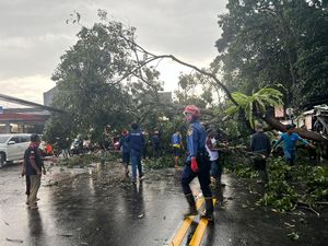 Pohon Tumbang Timpa Mobil, Lalin Ciawi-Gadog Macet Pohon Tumbang Timpa Mobil, Lalin Ciawi-Gadog Macet