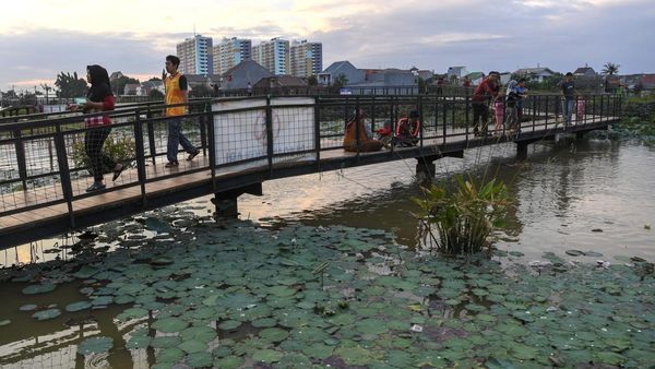 Potret Lahan Basah di Jakarta Utara Diubah Jadi Ruang Terbuka Hijau