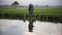 Semangat Petani Tanam Padi untuk Dukung Ketahanan Pangan
