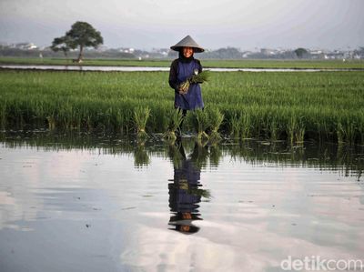 Semangat Petani Tanam Padi untuk Dukung Ketahanan Pangan