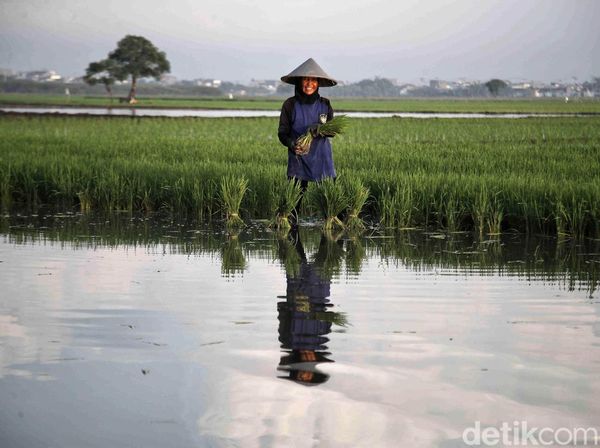 Semangat Petani Tanam Padi untuk Dukung Ketahanan Pangan