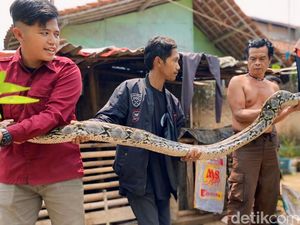 Kegetnya Cimah Lihat Ular Sanca 5 Meter Santap Ayam Peliharaannya Kegetnya Cimah Lihat Ular Sanca 5 Meter Santap Ayam Peliharaannya