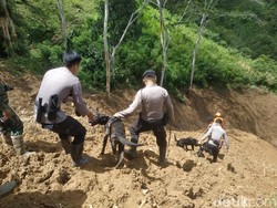 Tim SAR Kerahkan Anjing Pelacak Cari Korban Longsor di Bastem Utara Luwu