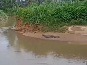 Heboh Buaya Muara Muncul di Pinggir Sungai Palopo