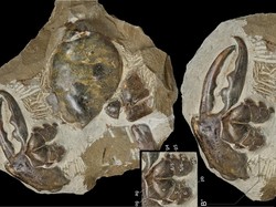 Karlraubenheimeri: Fosil Capit Kepiting Terbesar Berusia 8,8 Juta Tahun