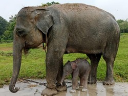 Gemas! Bayi Gajah Pleno Lahir di TN Way Kambas
