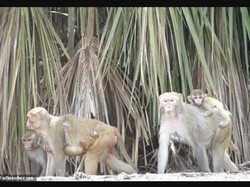Dihuni Monyet Percobaan, Pulau Ini Terlarang Dikunjungi Manusia