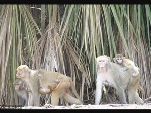 Dihuni Monyet Percobaan, Pulau Ini Terlarang Dikunjungi Manusia Dihuni Monyet Percobaan, Pulau Ini Terlarang Dikunjungi Manusia