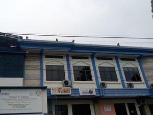 Heboh Kawanan Monyet Liar Turun ke Permukiman Warga Kota Bandung