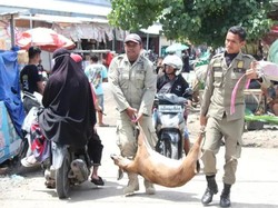 Aksi Satpol PP Gotong Kambing-kambing yang Berkeliaran di Kota Bima