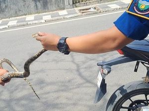 Heboh! Anak Ular Sanca Ngumpet di Warung Bakso Garut