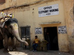 Pilu Gouri, Gajah Atraksi yang Frustasi Bikin Turis Patah Kaki