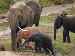 Gajah Ini Tak Biasa, Kondisinya 1 Banding 10.000