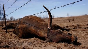 Kasihan, Kawanan Sapi di Texas Mati Imbas Kebakaran Hutan
