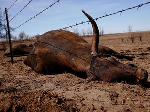 Kasihan, Kawanan Sapi di Texas Mati Imbas Kebakaran Hutan Kasihan, Kawanan Sapi di Texas Mati Imbas Kebakaran Hutan