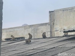 Kala Monyet Liar Menginvasi Perkotaan Bandung