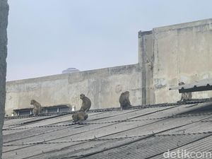 Kawanan Monyet Turun ke Kota, Pengamat: Habitat Rusak-Populasi Terancam Kawanan Monyet Turun ke Kota, Pengamat: Habitat Rusak-Populasi Terancam