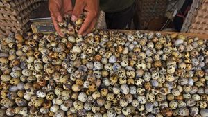 Pasokan Seret, Harga Telur Puyuh Tembus Rp 38 Ribu/Kg