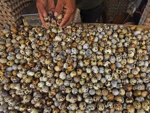 Pasokan Seret, Harga Telur Puyuh Tembus Rp 38 Ribu/Kg