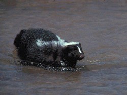 5 Fakta Menarik Sigung, Hewan dengan Cairan Tubuh Berbau Busuk