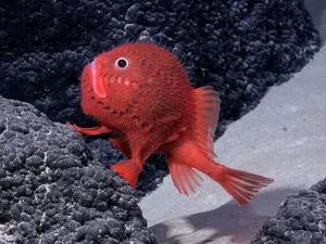 Lucu dan Unik! Peneliti Temukan Lebih dari 100 Spesies Baru Hewan Laut Lucu dan Unik! Peneliti Temukan Lebih dari 100 Spesies Baru Hewan Laut