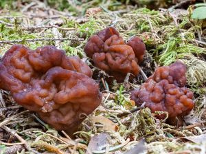 5 Makanan Berbahaya Ini Ternyata Enak Dimakan, Ada Jamur Otak dan Ubur-ubur 5 Makanan Berbahaya Ini Ternyata Enak Dimakan, Ada Jamur Otak dan Ubur-ubur