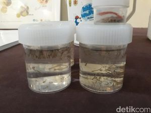 Dinkes DKI Sebar Nyamuk Wolbachia untuk Tekan DBD Awal Oktober Dinkes DKI Sebar Nyamuk Wolbachia untuk Tekan DBD Awal Oktober