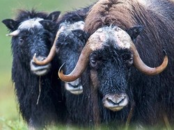 Kandungan Kimia di Tanah Ternyata Menentukan Kesehatan Hewan Liar, Ini Studinya