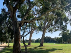 Merenggut Nyawa Warga Indonesia, Seberapa Aman Pohon di Australia?