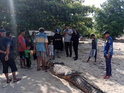Warga di Bangka Tangkap Buaya 5 Meter, Begini Penampakannya