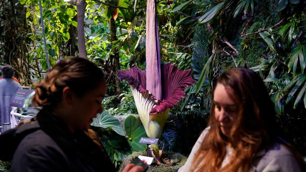 Penampakan Mekarnya Bunga Bangkai di California Penampakan Mekarnya Bunga Bangkai di California