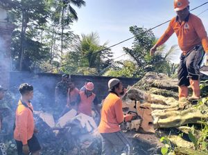 Pohon Raksasa Tumbang Menimpa Pura di Tegallalang Gianyar Pohon Raksasa Tumbang Menimpa Pura di Tegallalang Gianyar