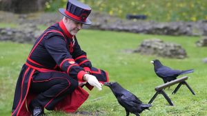 Sosok Baru Penjaga Burung Gagak di Menara London