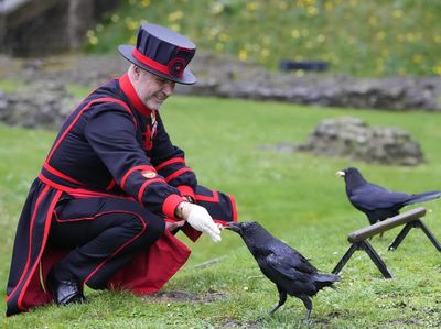 Sosok Baru Penjaga Burung Gagak di Menara London