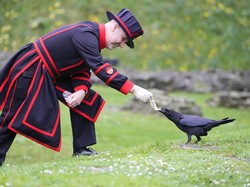 Dikenal Cerdas, Burung Gagak Ternyata Bisa Menyimpan Dendam hingga 17 Tahun