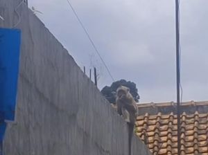 Viral Kawanan Monyet Datangi Permukiman di Cilendek Bogor, Warga Khawatir