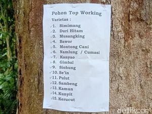 1 Pohon Durian di Gembongan Banjarnegara Hasilkan 15 Varian, Ini Rahasianya 1 Pohon Durian di Gembongan Banjarnegara Hasilkan 15 Varian, Ini Rahasianya