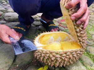 Ini Rahasia Pohon Durian di Gembongan Bisa Hasilkan 15 Varian Ini Rahasia Pohon Durian di Gembongan Bisa Hasilkan 15 Varian