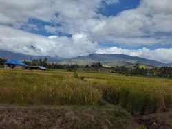 Ini Dia Sawah Tertinggi di Indonesia
