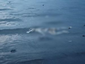 Mayat Tanpa Busana Mengambang di Selat Bali, Kondisinya Membusuk