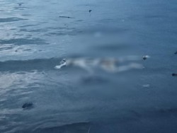 Mayat Tanpa Busana Mengambang di Selat Bali, Kondisinya Membusuk