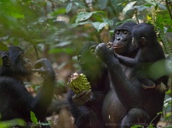 Kenapa Manusia dan Primata Bonobo Suka Makan Bareng?