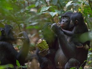 Kenapa Manusia dan Primata Bonobo Suka Makan Bareng? Kenapa Manusia dan Primata Bonobo Suka Makan Bareng?