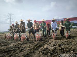 Pangdam Brawijaya Pimpin Tanam Jagung dan Padi di Gresik Pangdam Brawijaya Pimpin Tanam Jagung dan Padi di Gresik