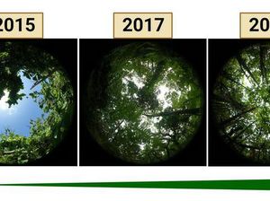 Hutan Pulau di Pasifik Pulih Usai Diamuk Angin Topan 2015, Ini Prosesnya