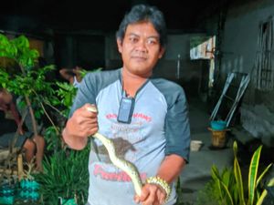 Hiii! Ada Ular Piton di Klaten Ngumpet di Belakang Magic Com