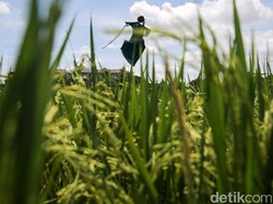 Wamentan Ungkap Gaji Petani Milenial Capai Rp 20 Juta per Bulan, Minat?