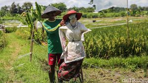 Begini Cara Petani Tangerang Usir Hama Burung di Sawah
