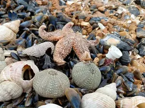 Misteri Kematian Ribuan Bintang Laut di Pantai Inggris Misteri Kematian Ribuan Bintang Laut di Pantai Inggris
